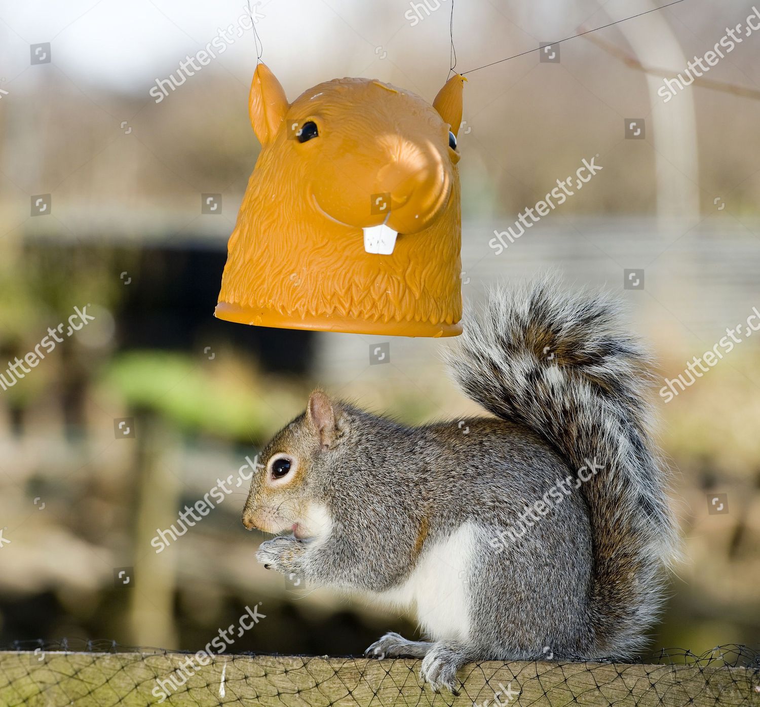 Squirrel Under Feeder Editorial Stock Photo Stock Image