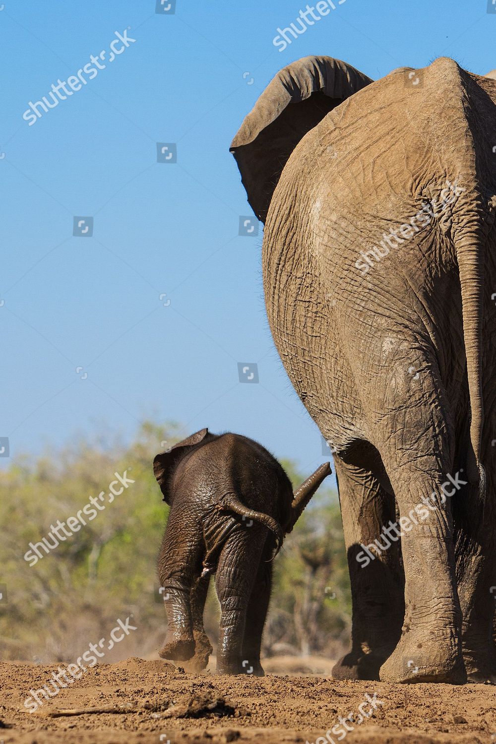Mother Baby Elephant Walking Away After Rescue Editorial Stock Photo Stock Image Shutterstock