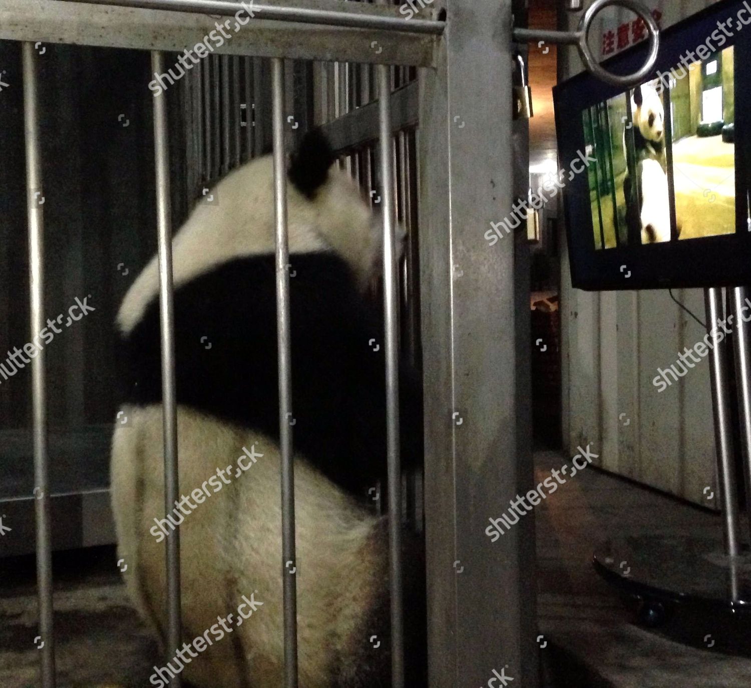 Chengdu - Female panda Ke Lin watching panda porn Editorial Stock ...