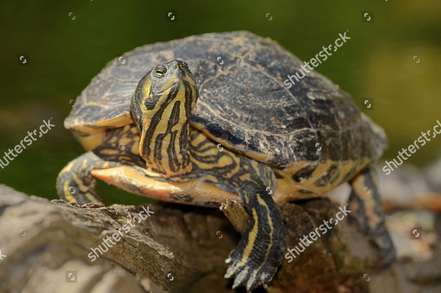 Redeared Slider Trachemys Scripta Elegans Pseudemys Editorial Stock ...