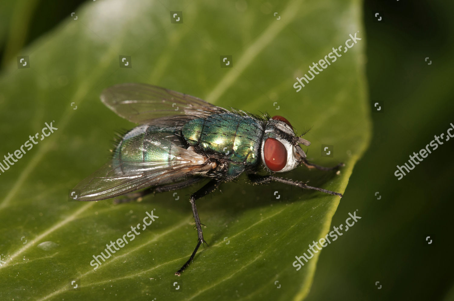 Green Bottle Fly Lucilia Sp Female Editorial Stock Photo - Stock Image ...