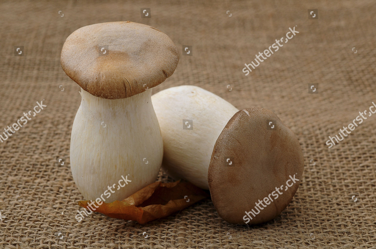 Two French Horn Mushrooms Pleurotus Eryngii Editorial Stock Photo Stock Image Shutterstock