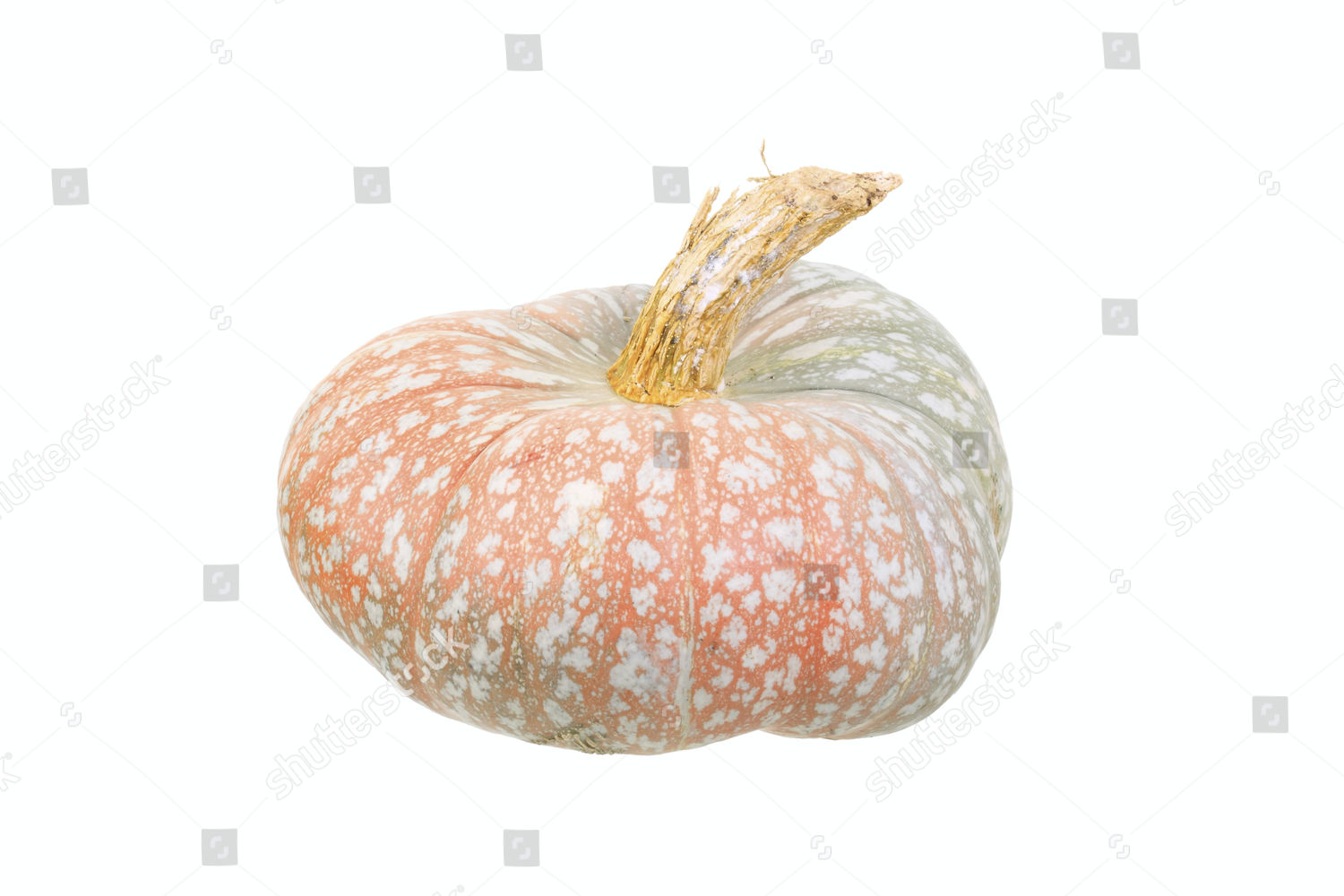 Gourd Turks Cap Squash Variety Editorial Stock Photo Stock Image