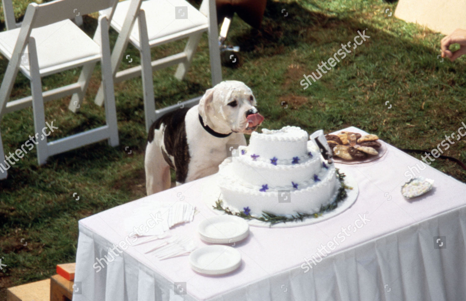 Homeward Bound Incredible Journey 1993 Editorial Stock Photo Stock   Shutterstock 2249125i 