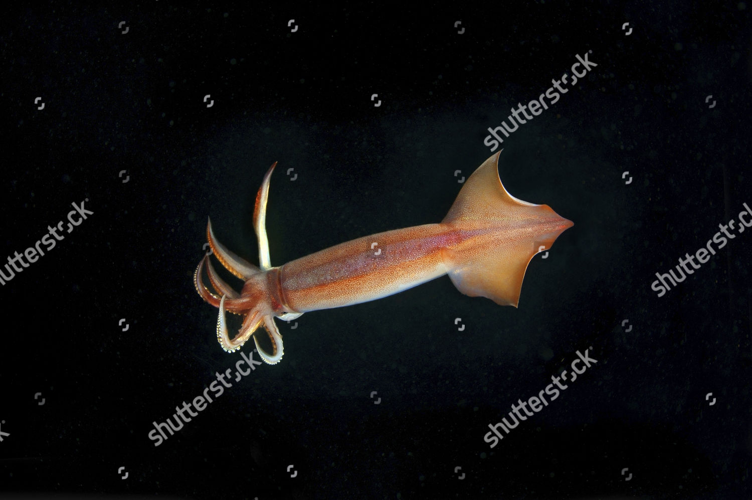 Japanese Common Squid Japanese Flying Squid Editorial Stock Photo