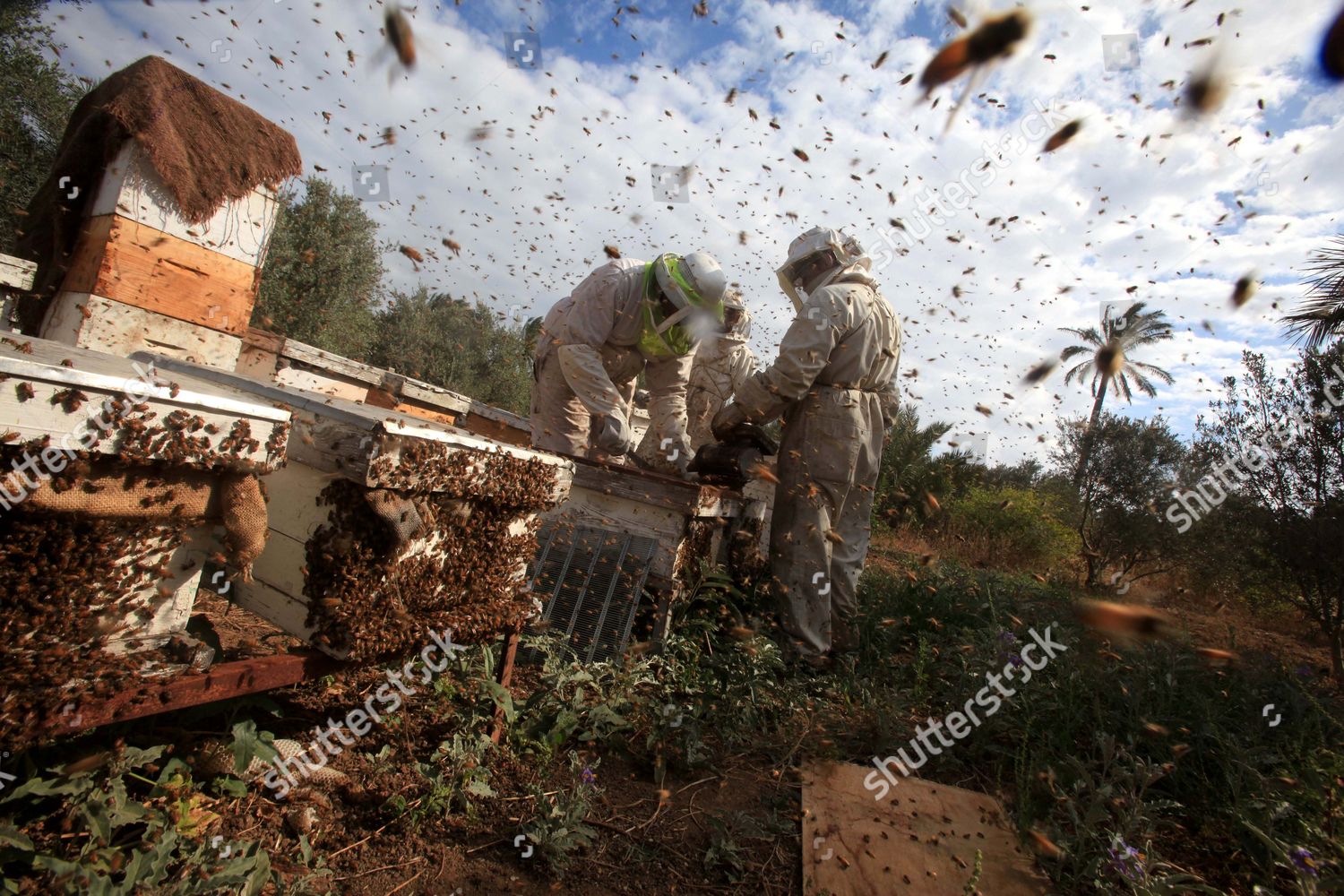 Beekeepers Collecting Honey Beeswax Beehives Editorial Stock Photo