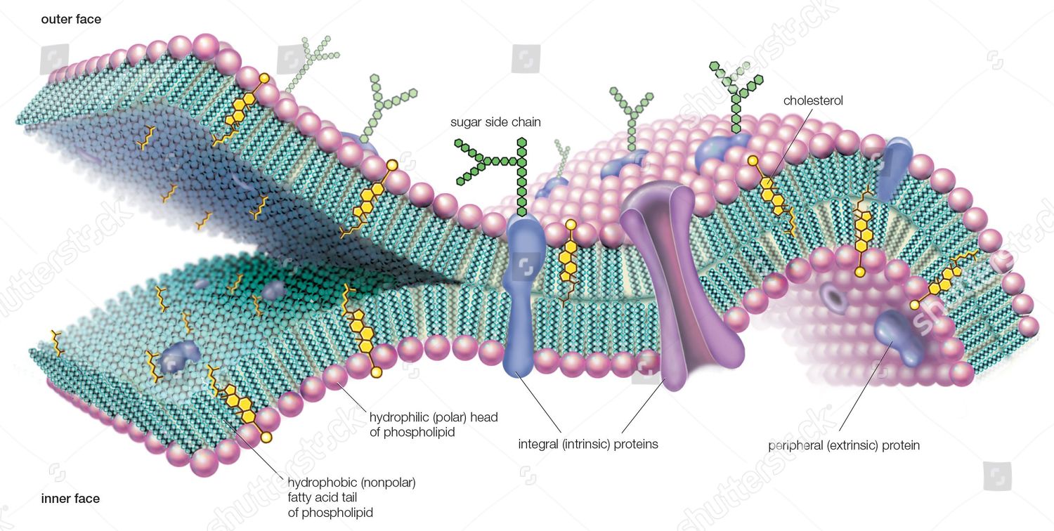 Molecular View Cell Membrane Highlighting Phospholipids Editorial Stock ...