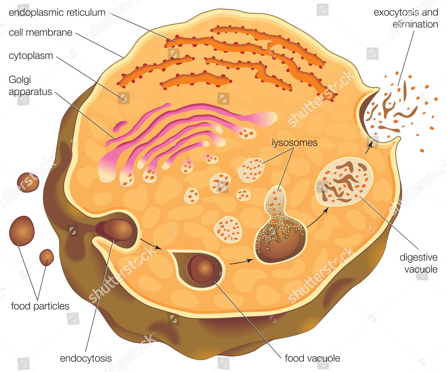 DIAGRAM ILLUSTRATING INTRACELLULAR DIGESTION ROLE THAT Editorial Stock ...