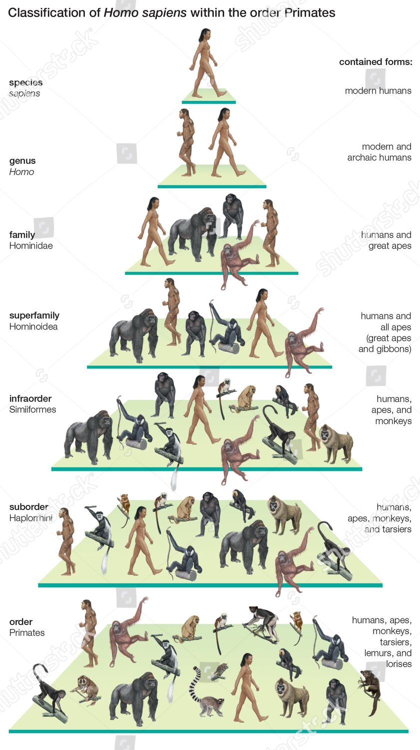 Sapiens Classification Chart