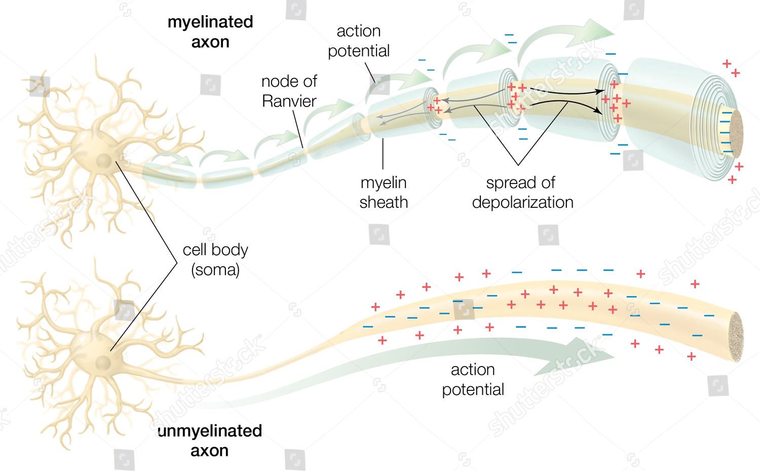 Unmyelinated Axon Conduction Everything You Need To Know - 2k1be1d