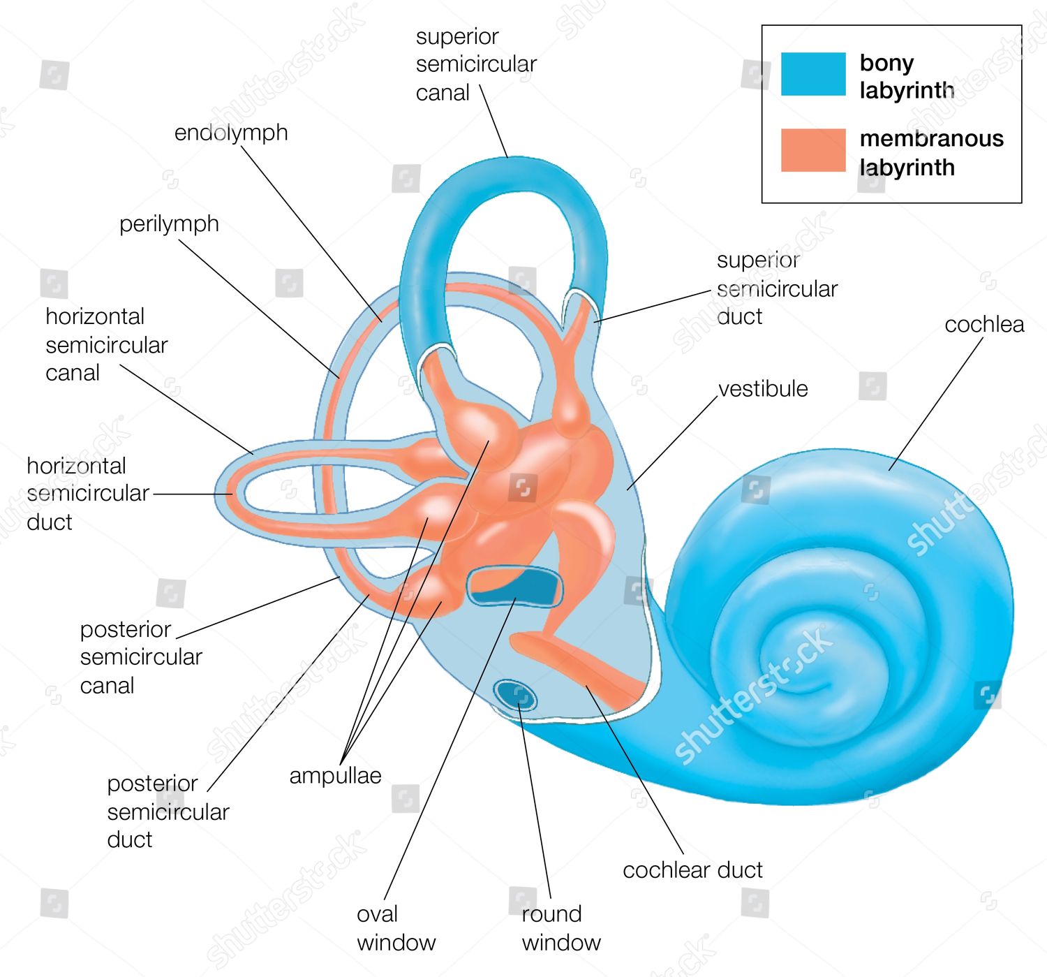 Two Labyrinths Inner Ear Bony Labyrinth Editorial Stock Photo Stock   Shutterstock 2557895a 