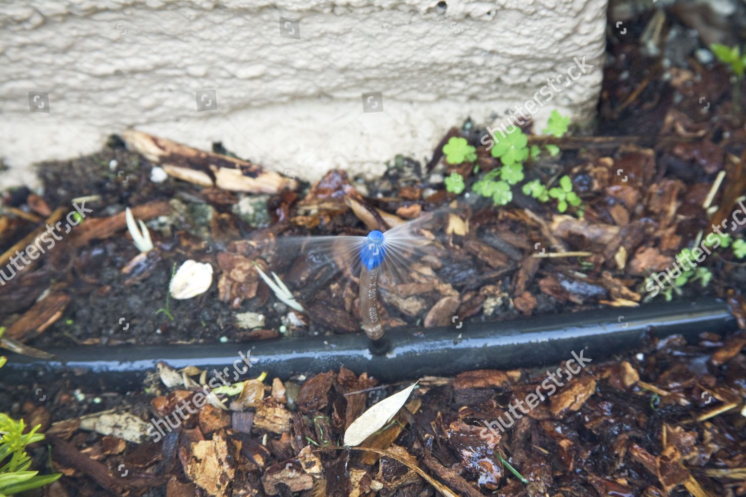 Drip Irrigation Micro Spray Micro Spray Head Editorial Stock Photo Stock Image Shutterstock