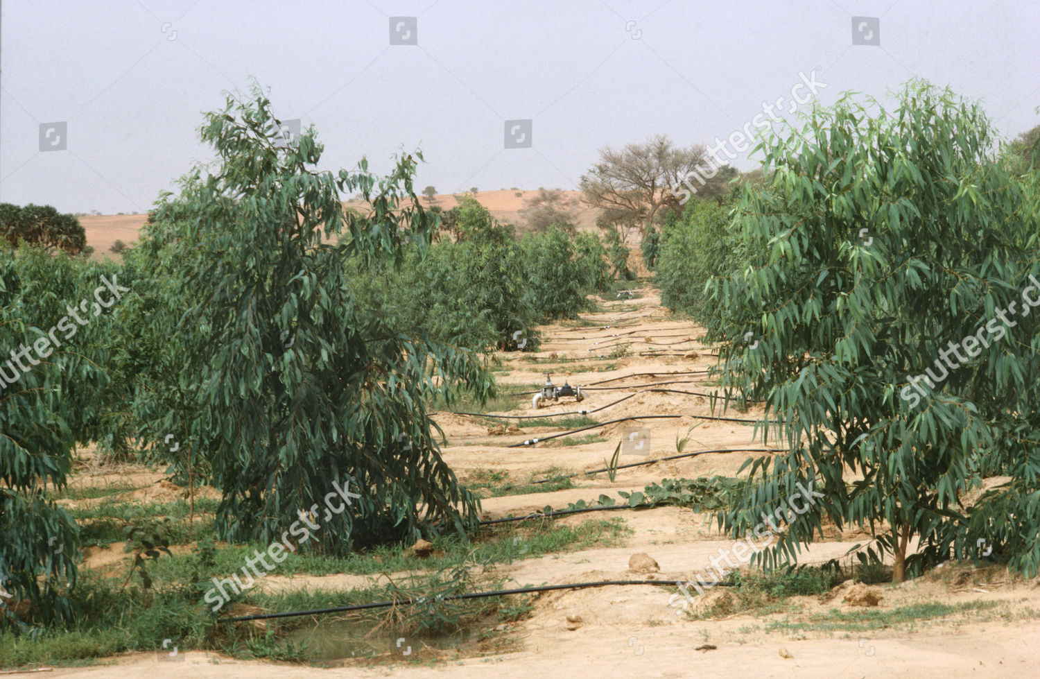 Tree Nursery Niger West Africa Tree Editorial Stock Photo - Stock Image ...