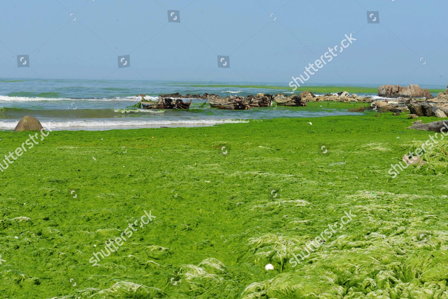 chinese beach covered in green algae