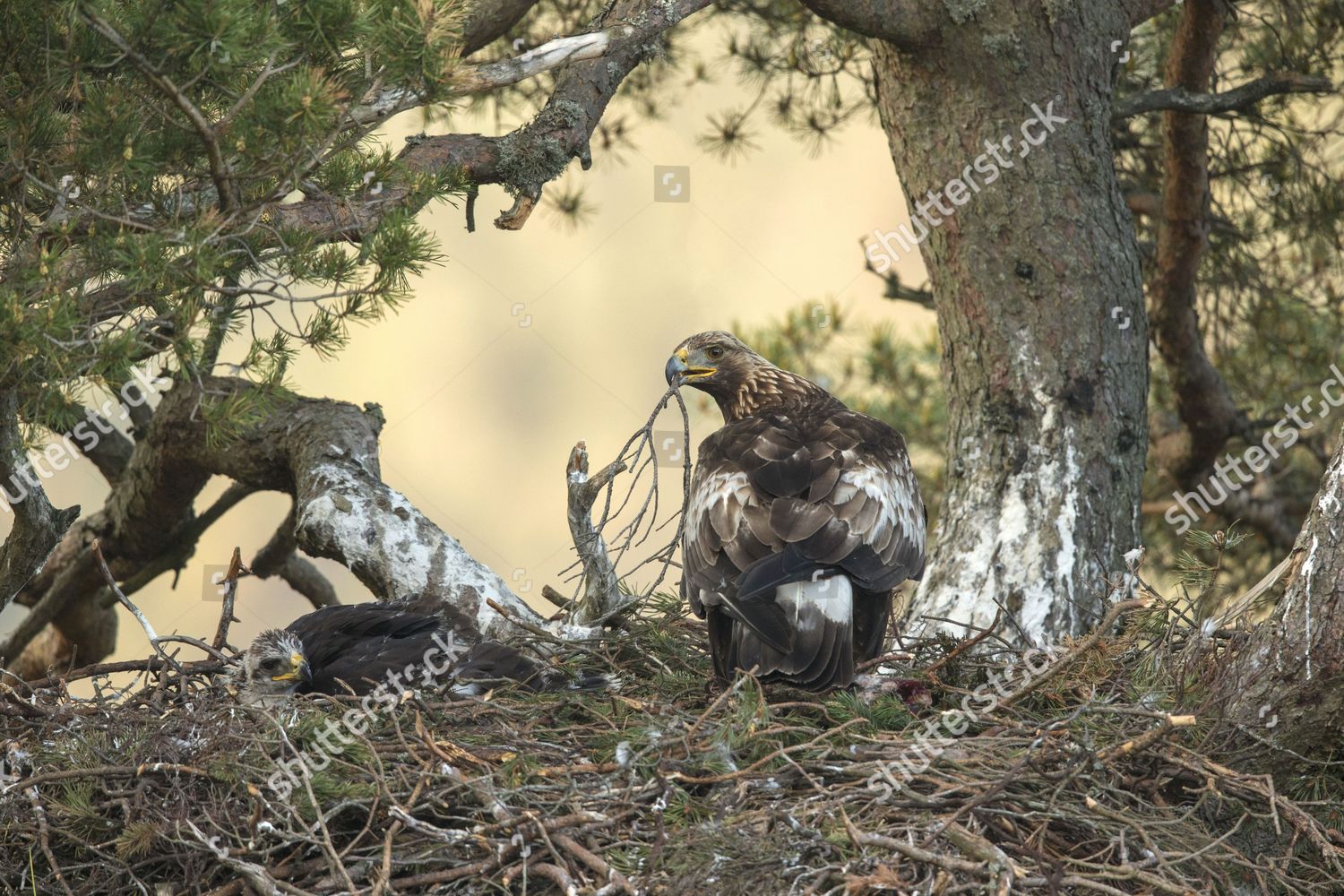 Golden Eagle Aquila Chrysaetos Adult Chick Editorial Stock