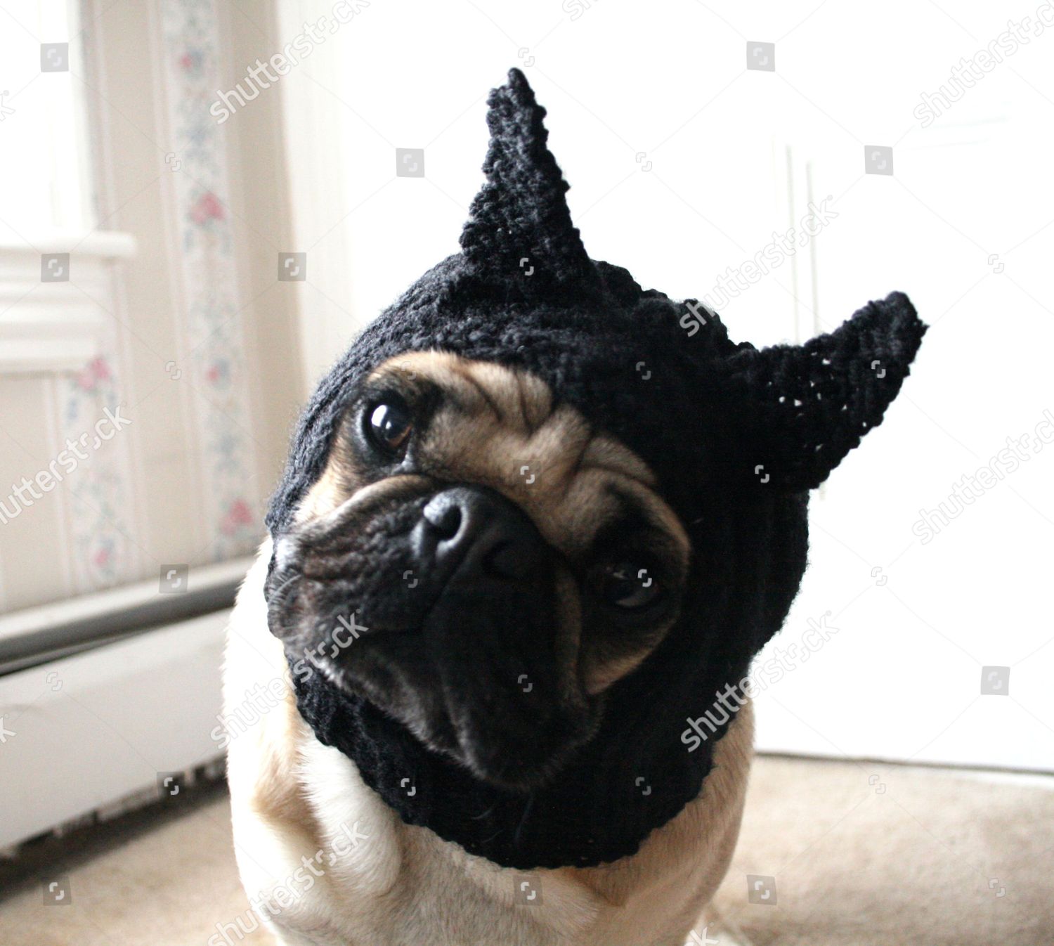 Dog Wearing Batman Hat Editorial Stock Photo - Stock Image | Shutterstock
