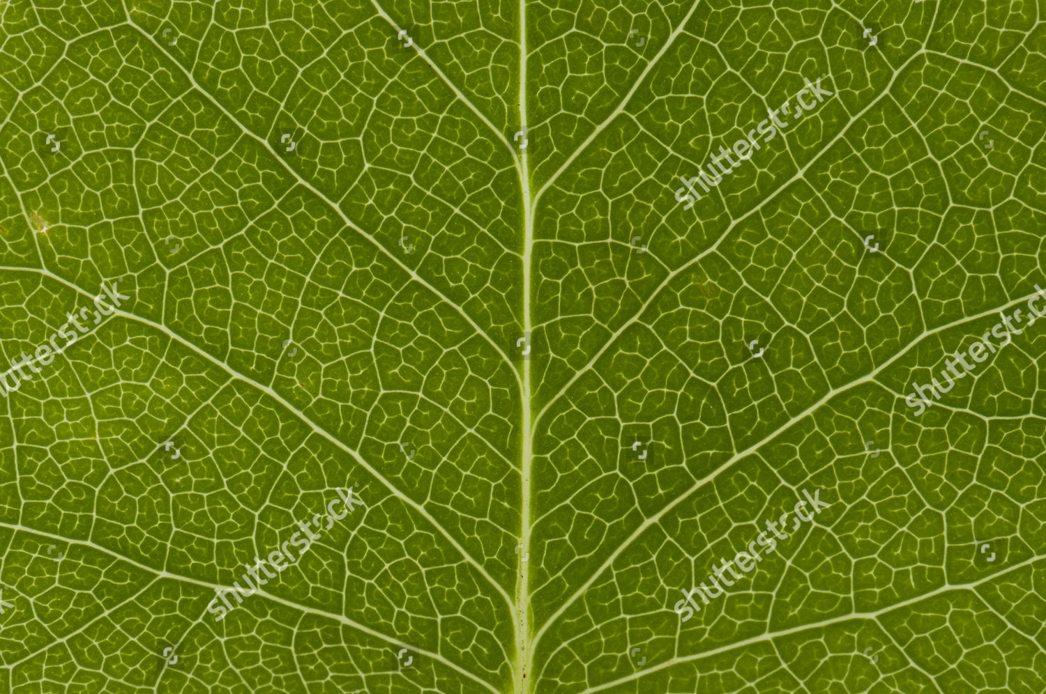 Leaf Structure Tulip Tree Liriodendron Tulipifera Editorial Stock Photo ...