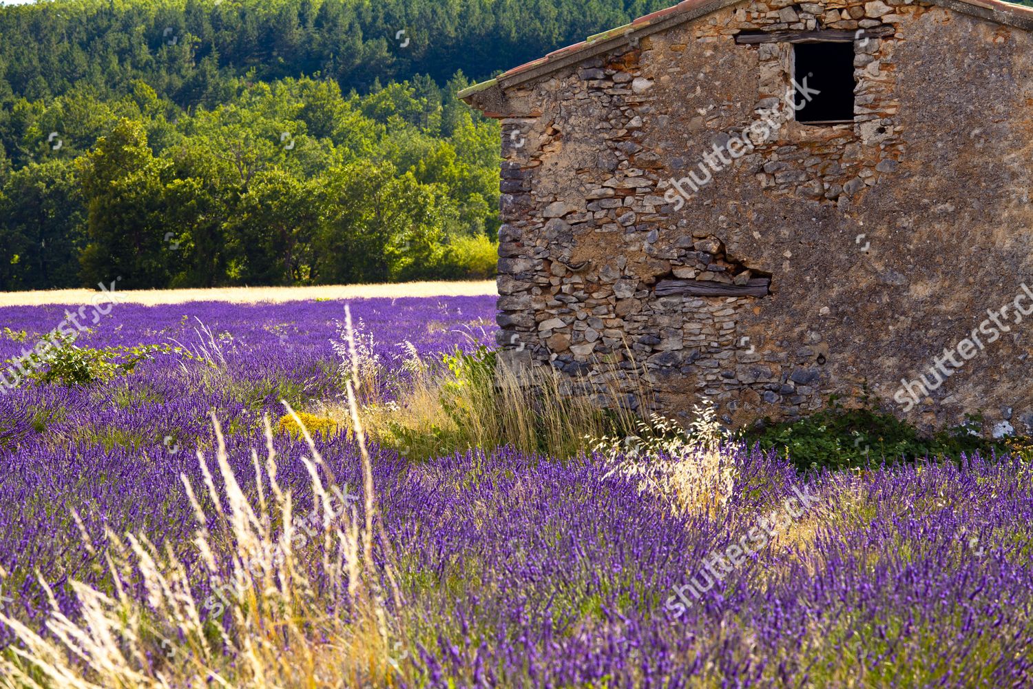 old-stone-hut-blooming-field-lavender-editorial-stock-photo-stock