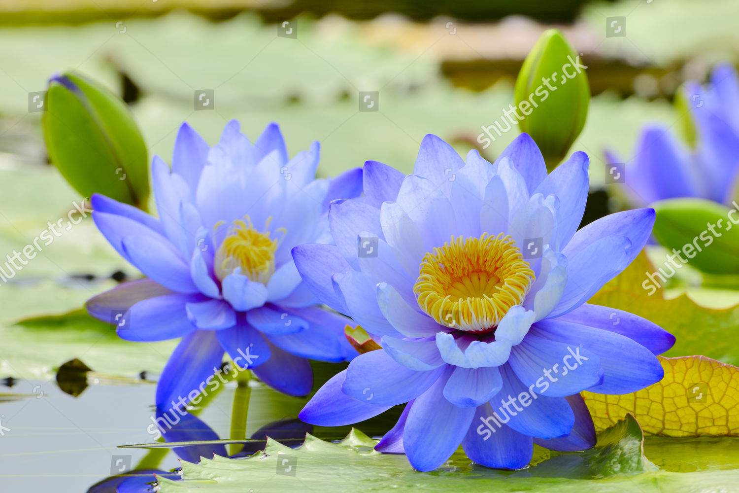 giant-water-lilies-nymphaea-gigantea-lily-editorial-stock-photo-stock