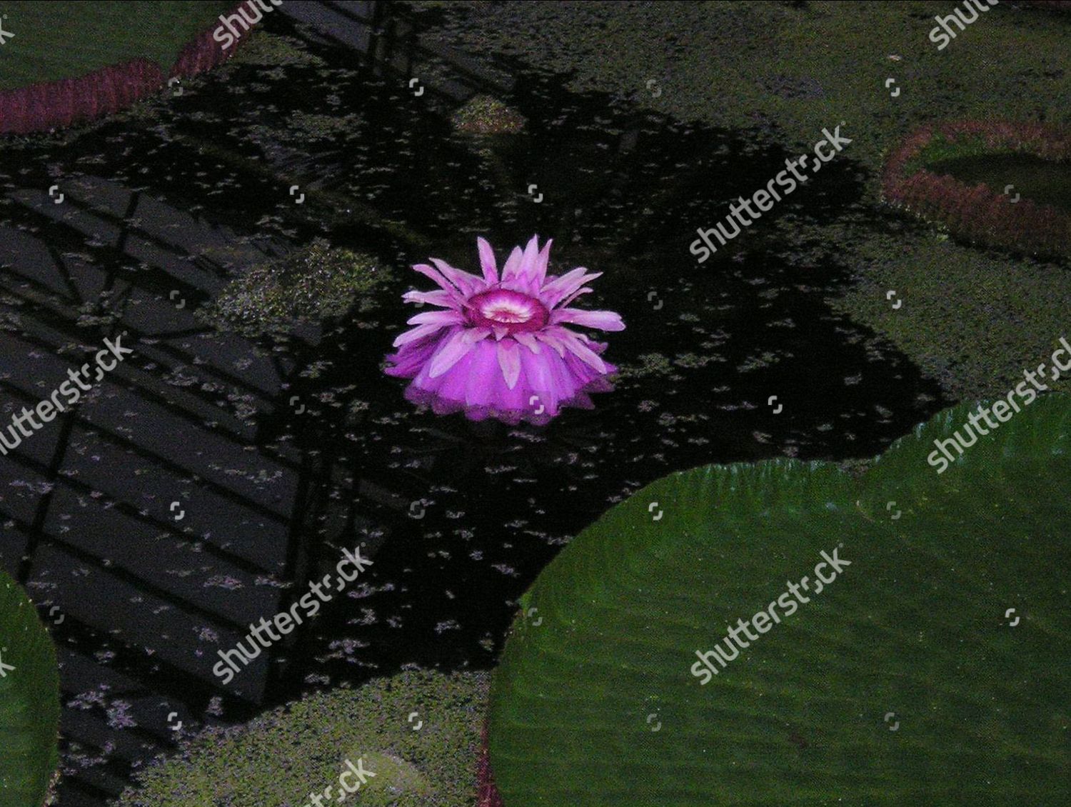 Victoria Cruziana Amazonian Lily Flower On Second Editorial Stock