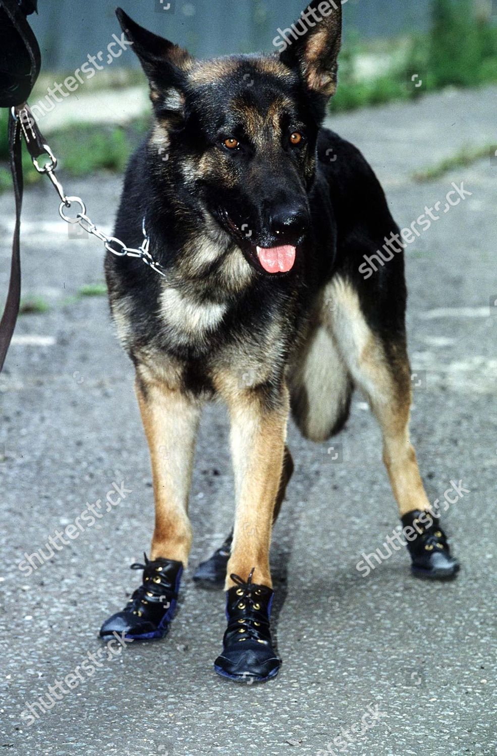 shoes for german shepherd