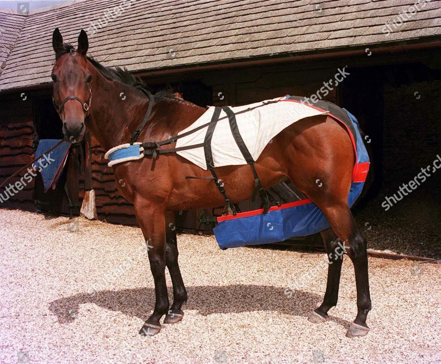 Horse Wearing Horse Nappy Editorial Stock Photo Stock Image