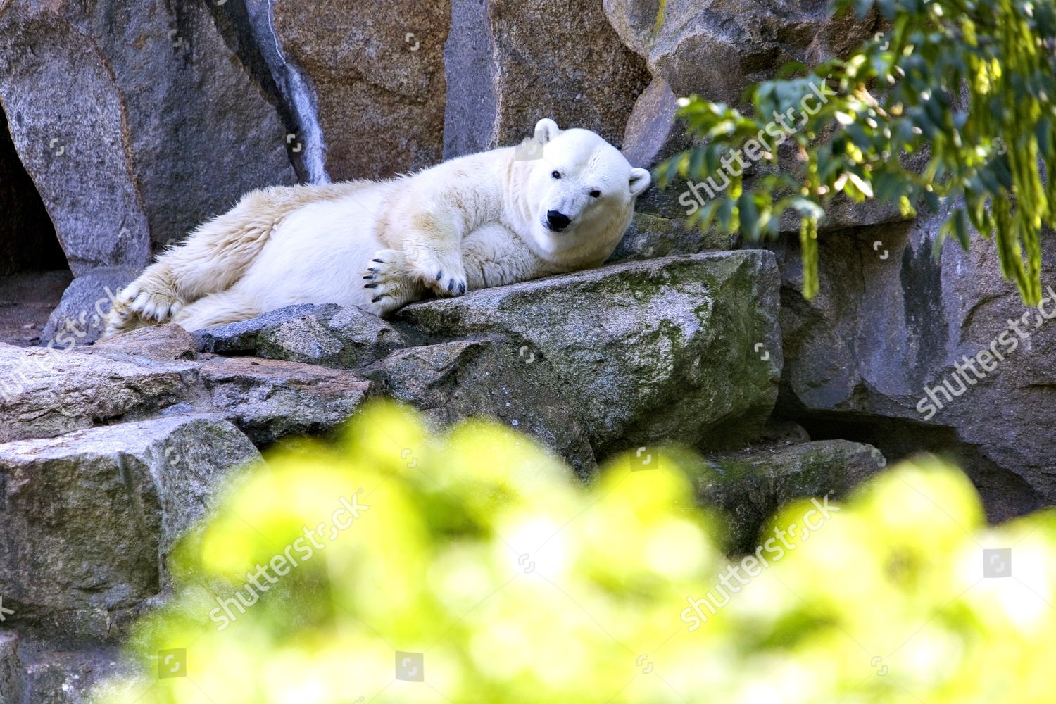 Zoologischer Garten Berlin Germany Editorial Stock Photo Stock