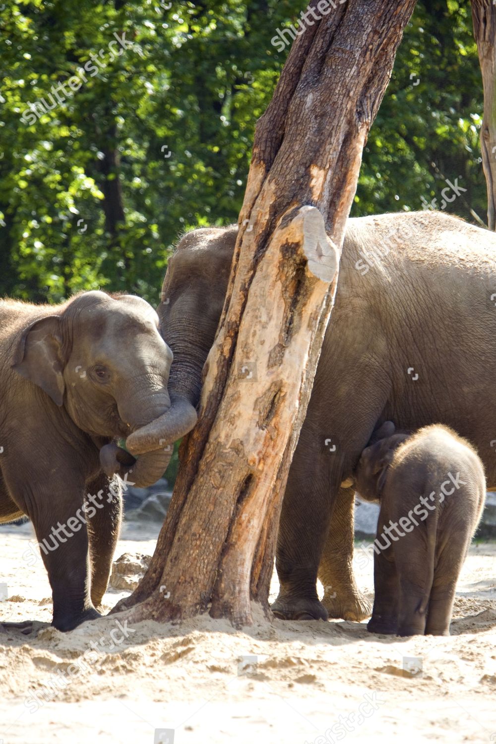 Zoologischer Garten Berlin Germany Editorial Stock Photo Stock