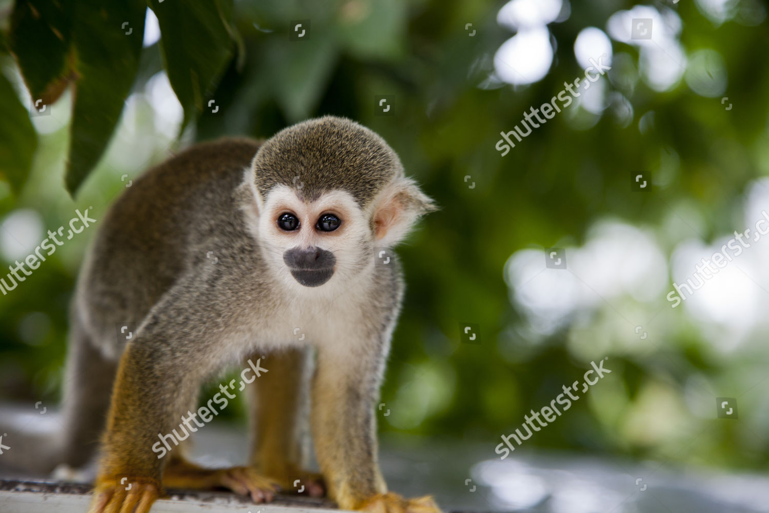 Monkey Afamosa Resort Zoo Editorial Stock Photo - Stock Image ...