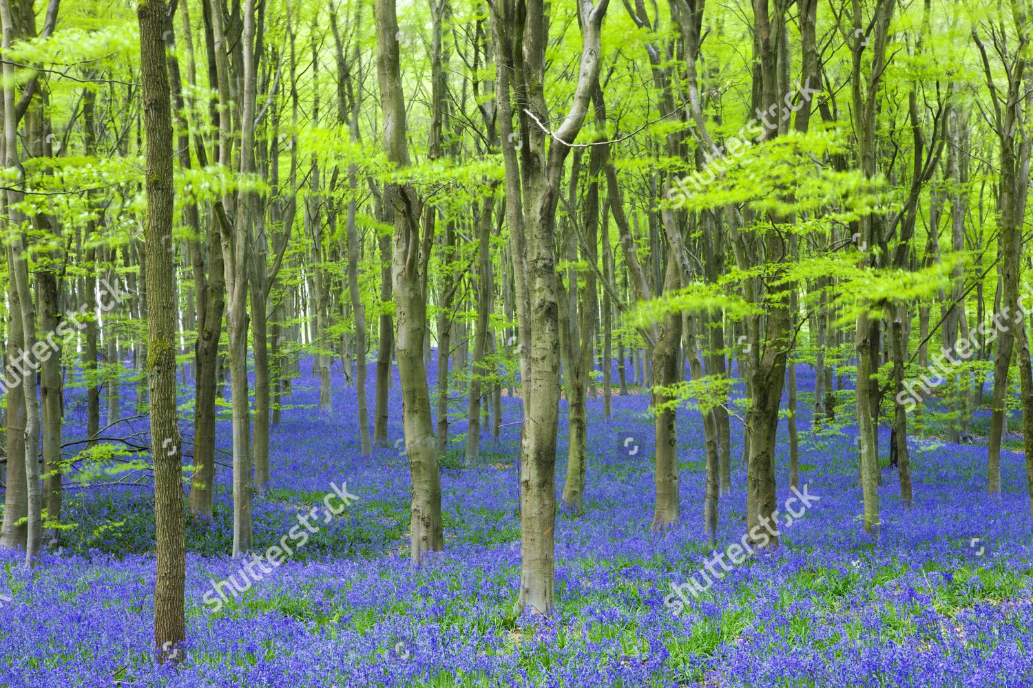 Savernake Forest West Woods England Uk Editorial Stock Photo Stock