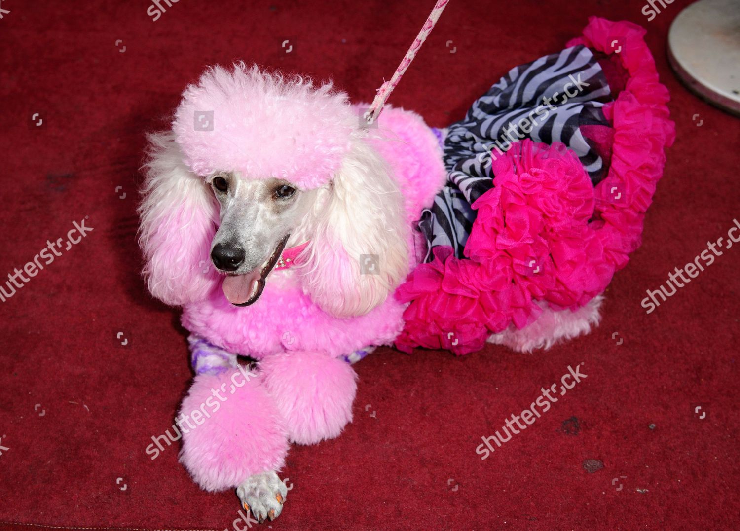 the-worlds-most-pampered-pet-party-london-britain-shutterstock-editorial-2857226r.jpg