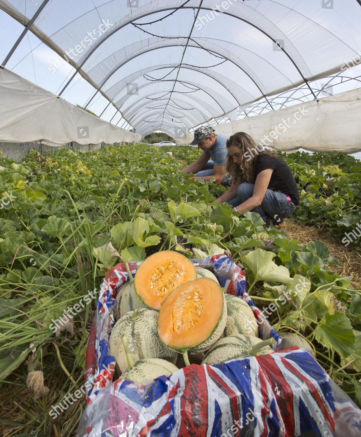 Melon Harvesting Editorial Stock Photo - Stock Image | Shutterstock