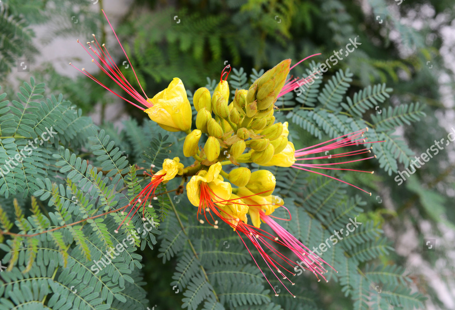 Caesalpinia Gilliesii Yellow Bird Paradise Editorial Stock Photo ...