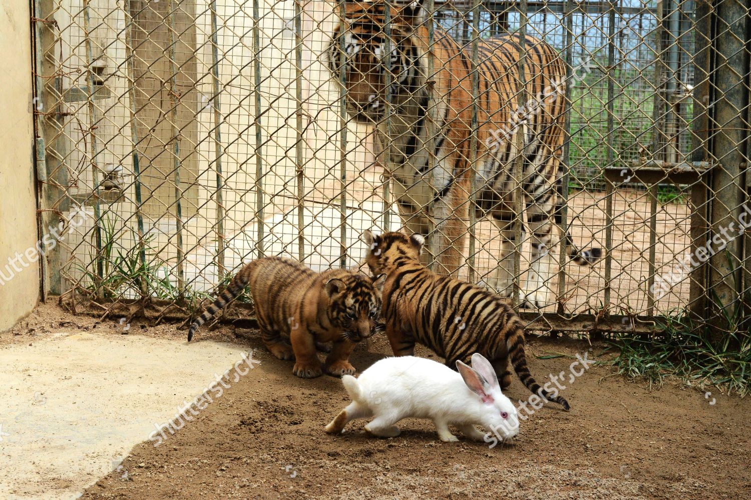 Tiger Cubs Rabbit Editorial Stock Photo Stock Image Shutterstock