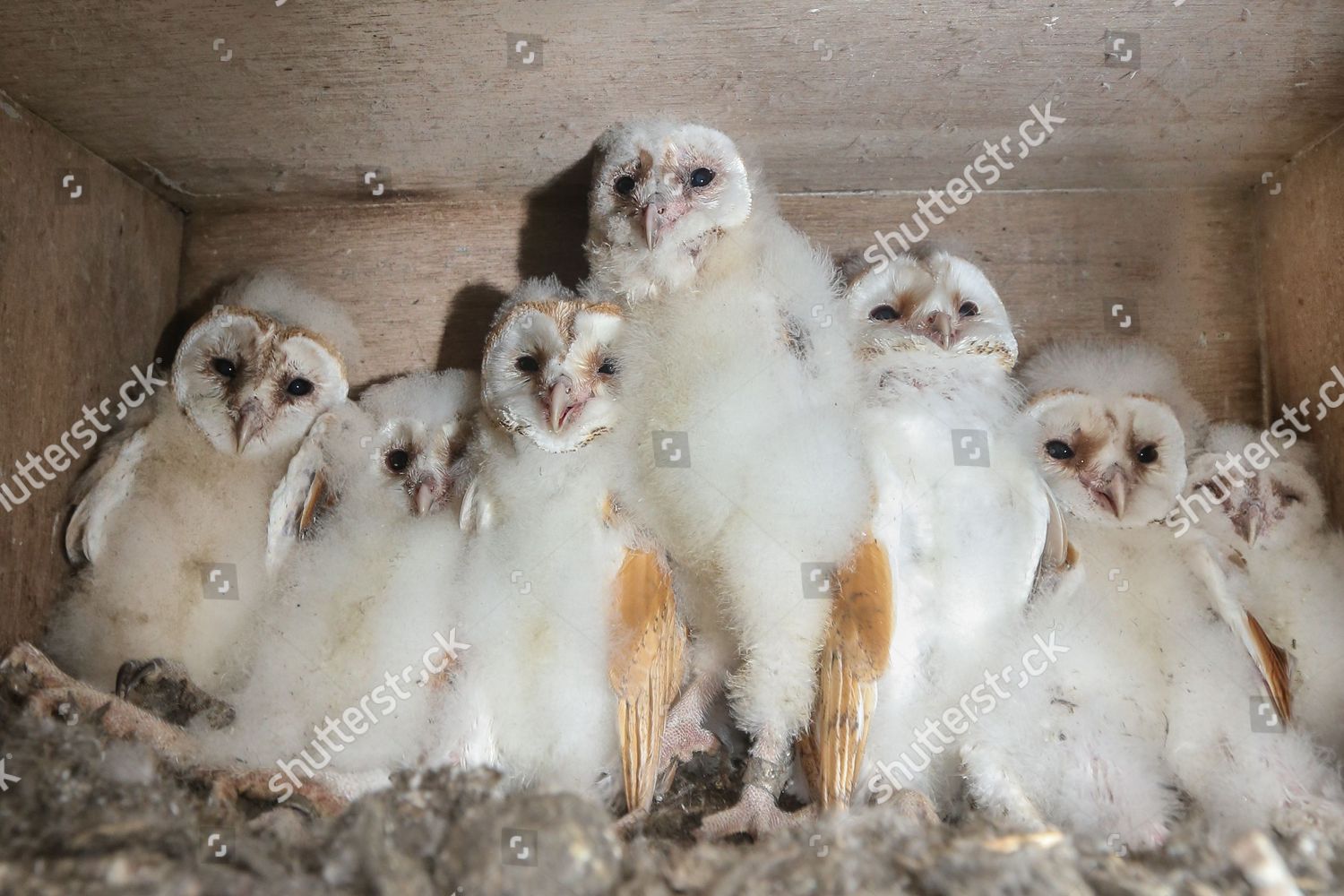 Seven Baby Barn Owls Editorial Stock Photo Stock Image