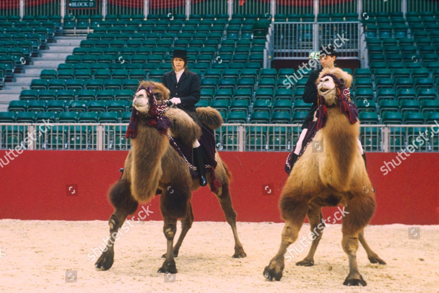 Camel Dressage Editorial Stock Photo Stock Image Shutterstock