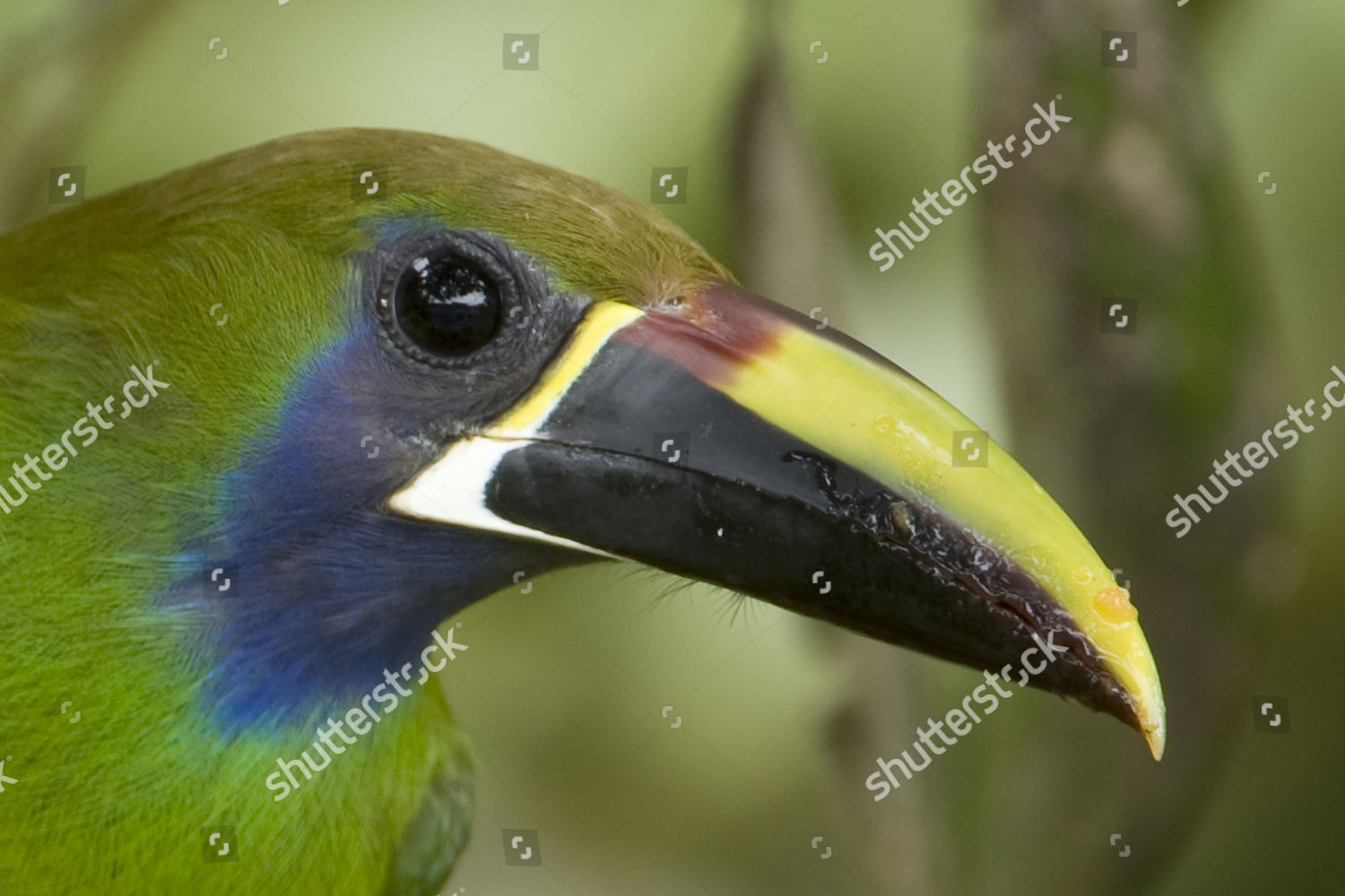 Bluethroated Toucanet Aulacorhynchus Caeruleogularis Adult Head
