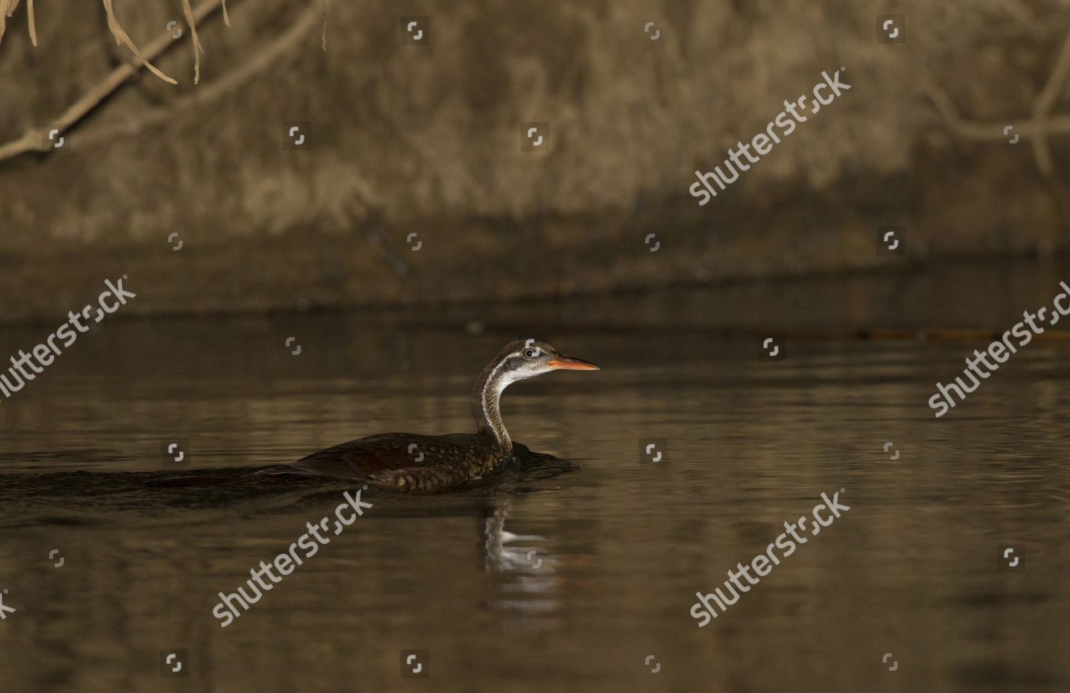 African Finfoot Podica Senegalensis Adult Male Editorial Stock Photo