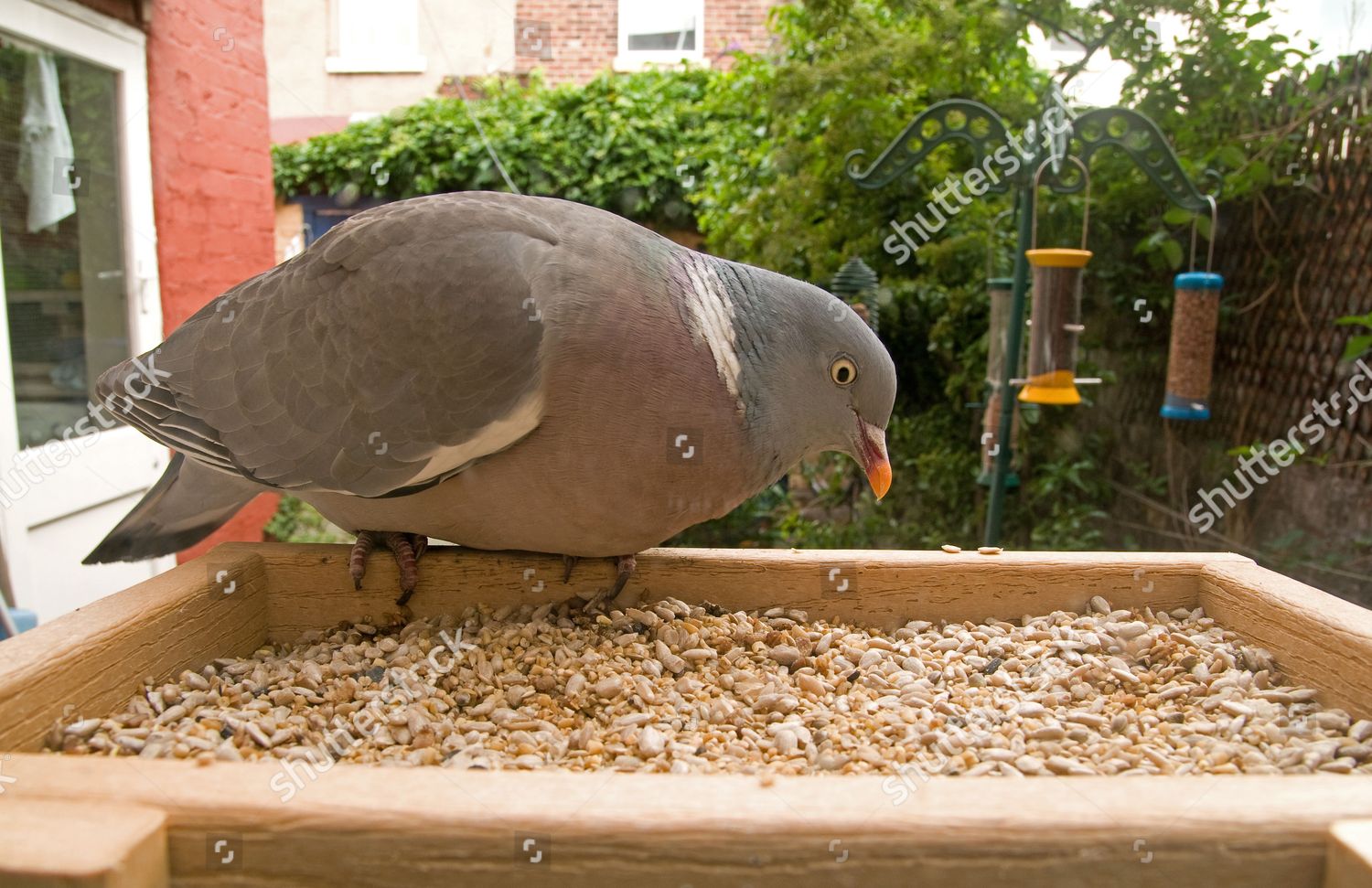 Wood Pigeon Columbus Palumbus Adult Feeding On Editorial Stock