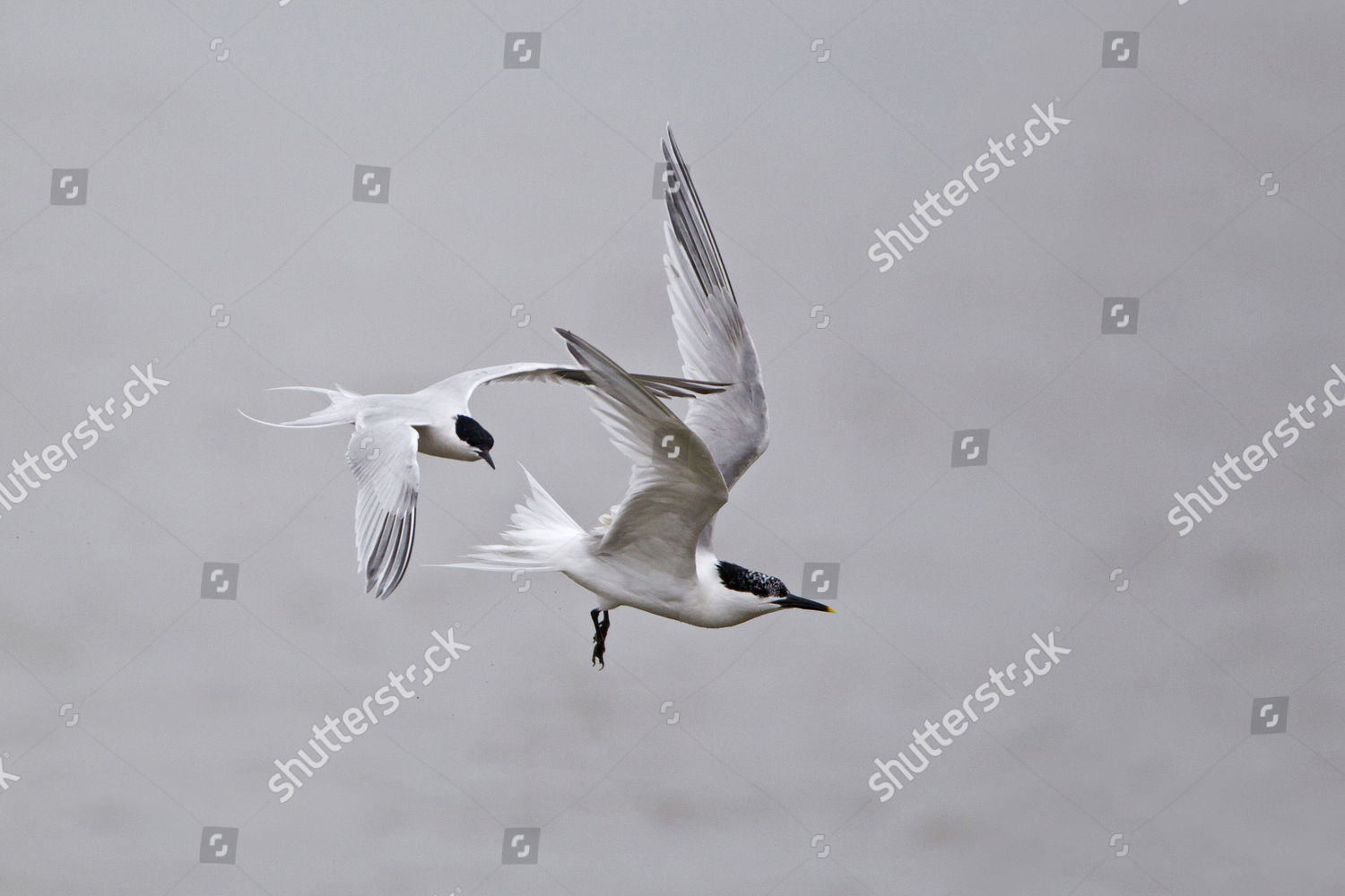 Roseate Tern Sterna Dougallii Sandwich Tern Editorial Stock Photo