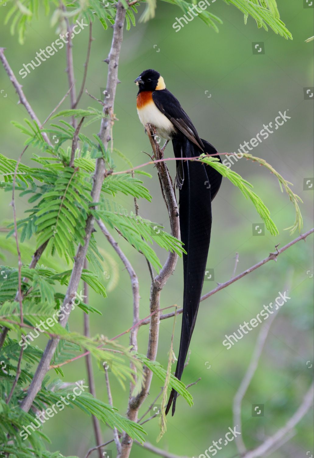 Eastern Paradise Whydah Vidua Paradisaea Adult Editorial Stock Photo