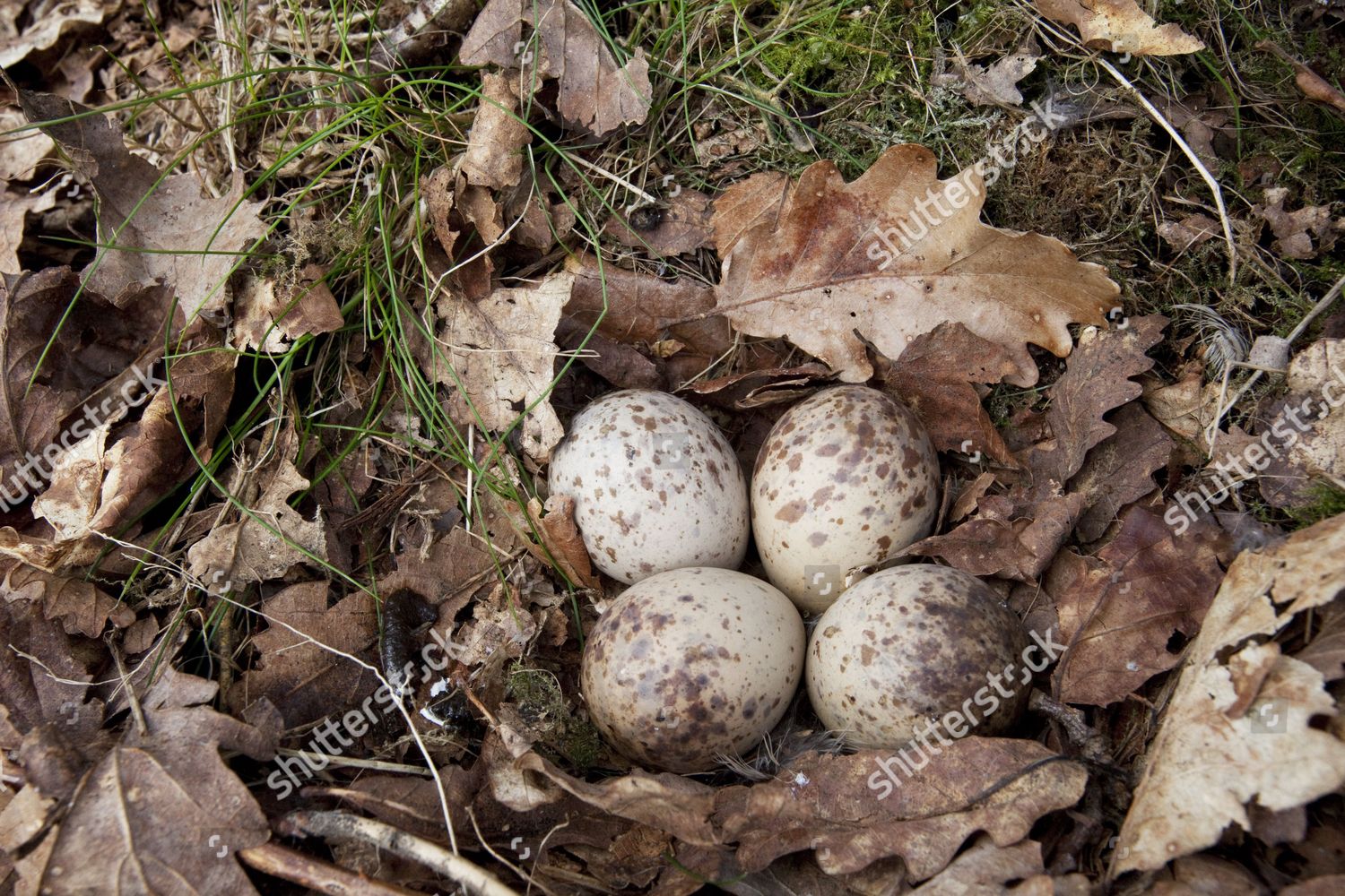 woodcock eggs for sale