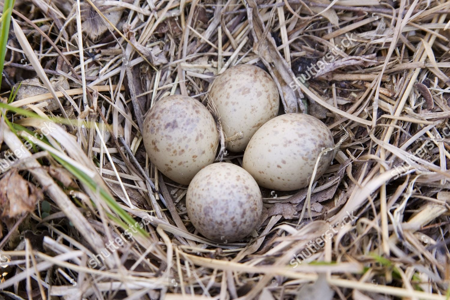 woodcock eggs for sale