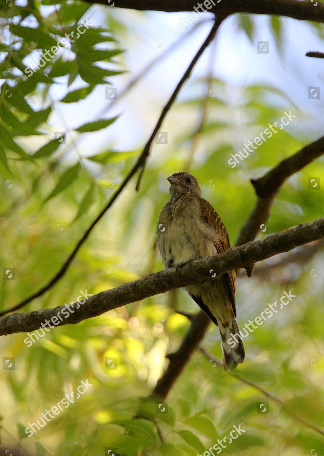 Scalythroated Honeyguide Indicator Variegatus Adult Perched Editorial