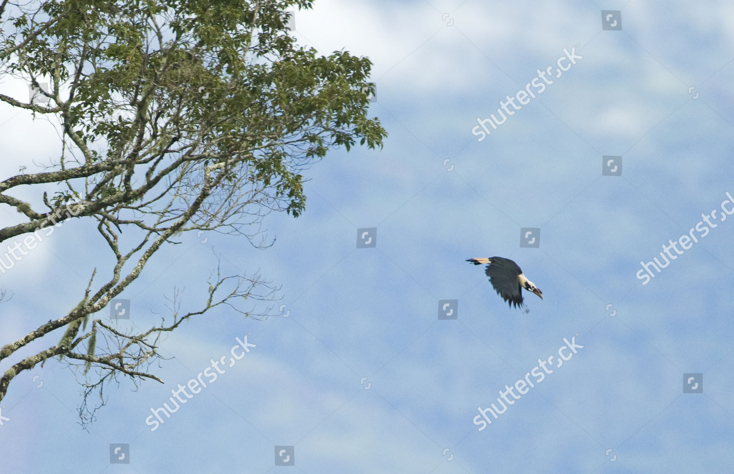 Mindanao Tarictic Hornbill Penelopides Affinis Adult Editorial Stock