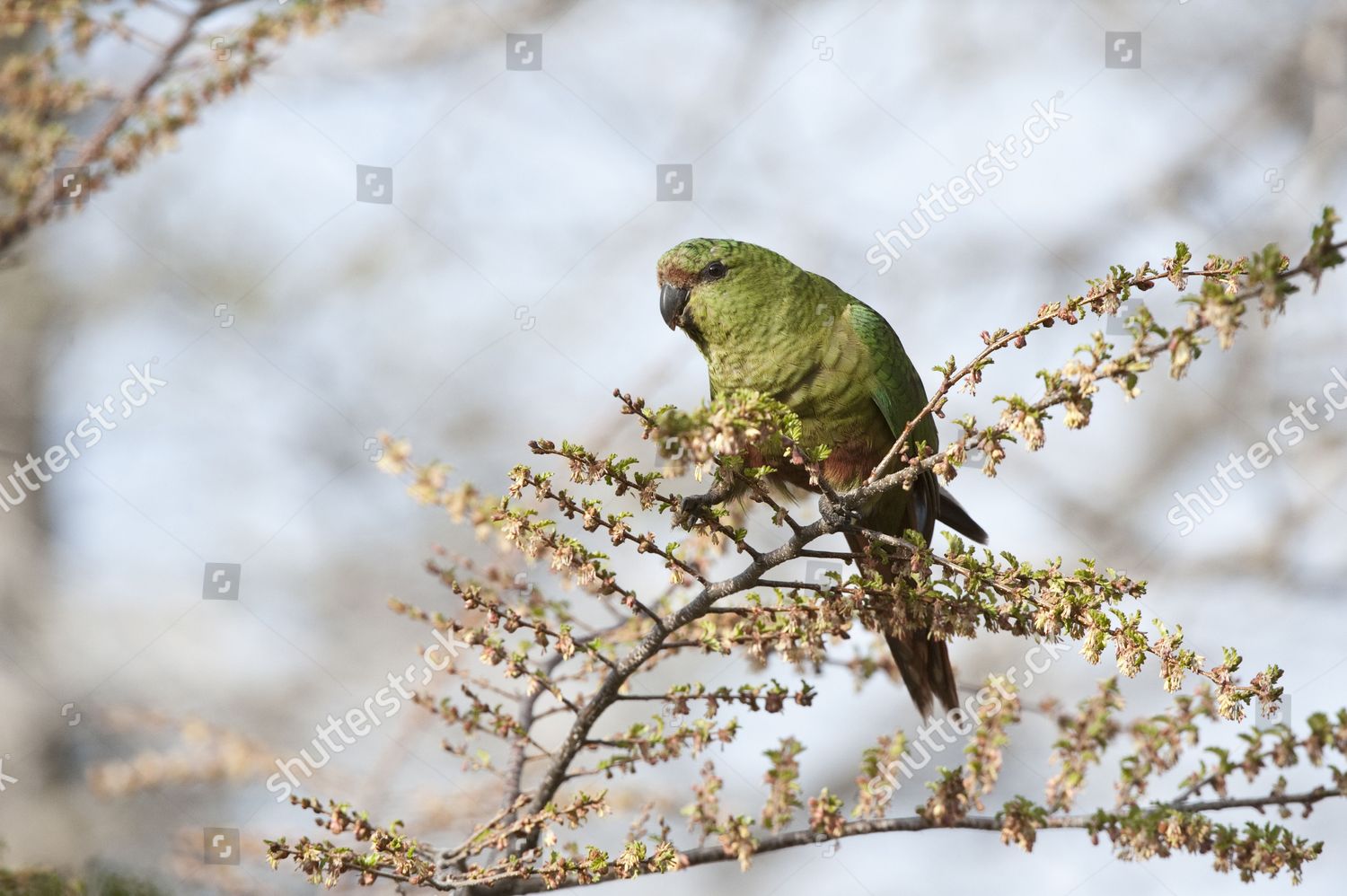 Austral Parakeet Enicognathus Ferrugineus Adult Feeding Editorial Stock ...