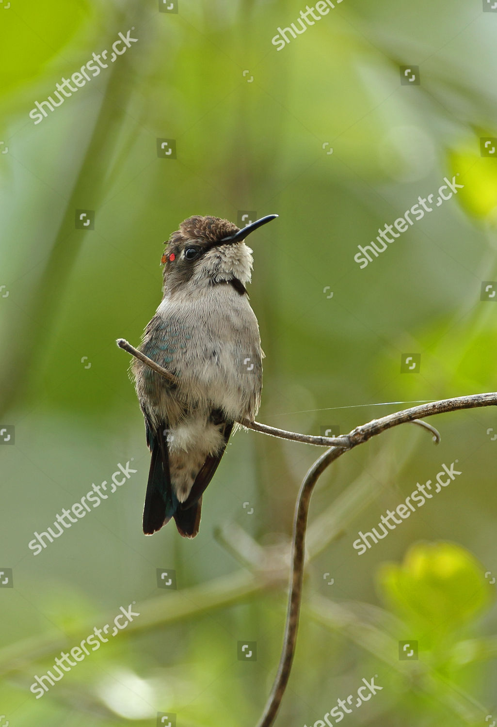 Bee Hummingbird Mellisuga Helenae Immature Male Editorial Stock Photo ...