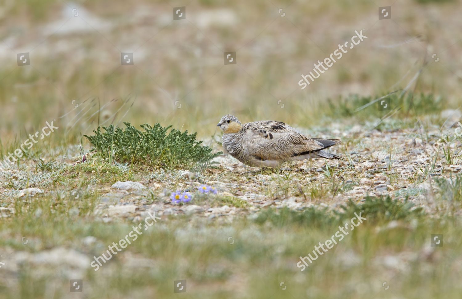 Tibetan Sandgrouse Syrrhaptes Tibetanus Adult Female Editorial Stock