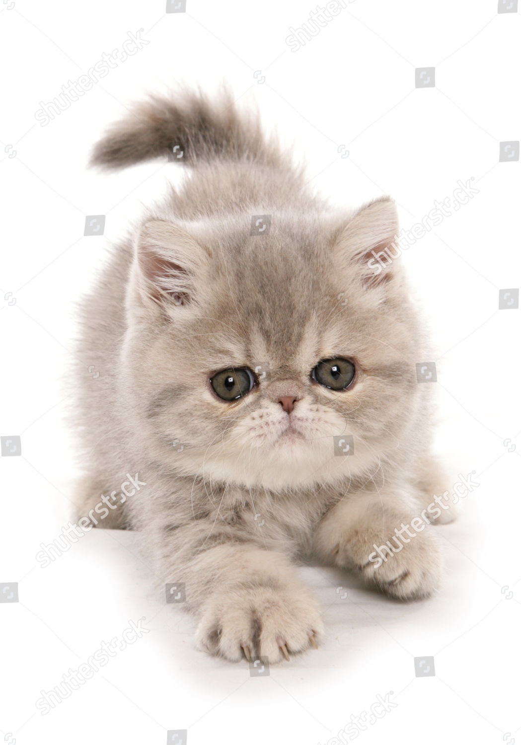 Domestic Cat Exotic Shorthair Kitten Padding Editorial Stock Photo