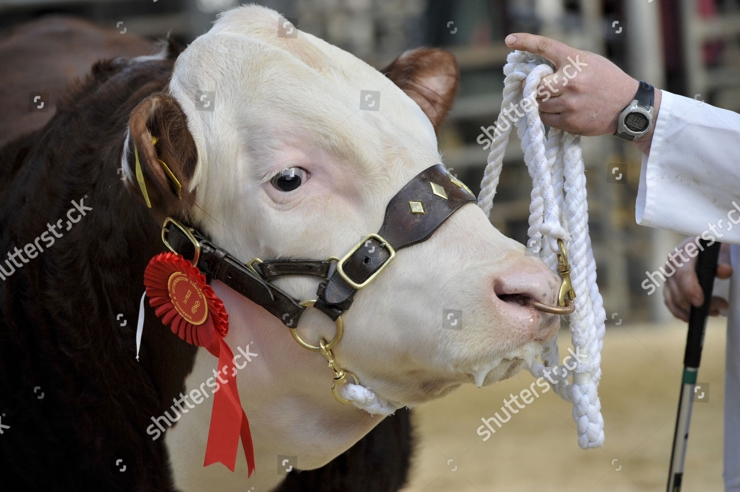 Domestic Cattle Hereford Cow Head Rosette Editorial Stock Photo - Stock ...